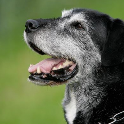 จัดการโรคชราเรื้อรัง